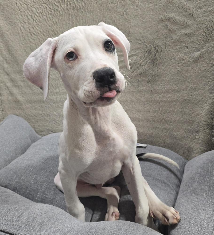Enlarge Buster, a Adoptable Pit Bull Terrier in Sedalia, CO image 3/6