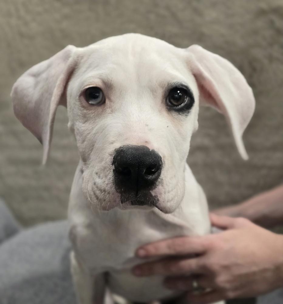 Enlarge Buster, a Adoptable Pit Bull Terrier in Sedalia, CO image 4/6