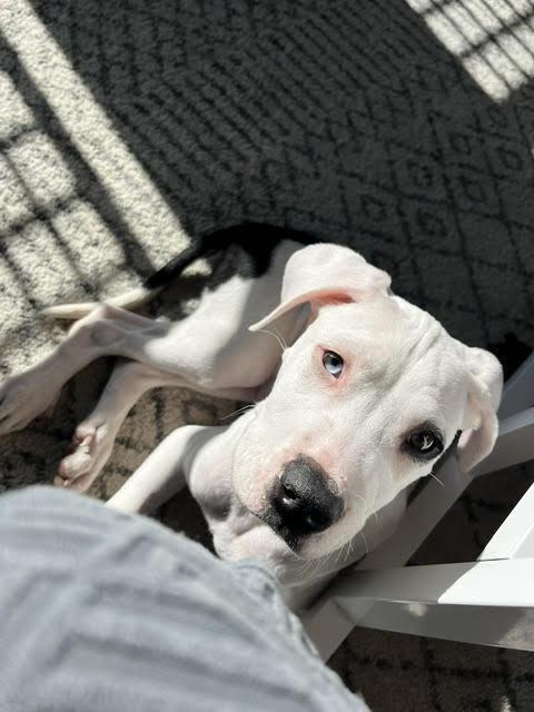 Enlarge Buster, a Adoptable Pit Bull Terrier in Sedalia, CO image 5/6
