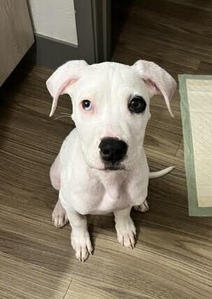Enlarge Buster, a Adoptable Pit Bull Terrier in Sedalia, CO image 6/6