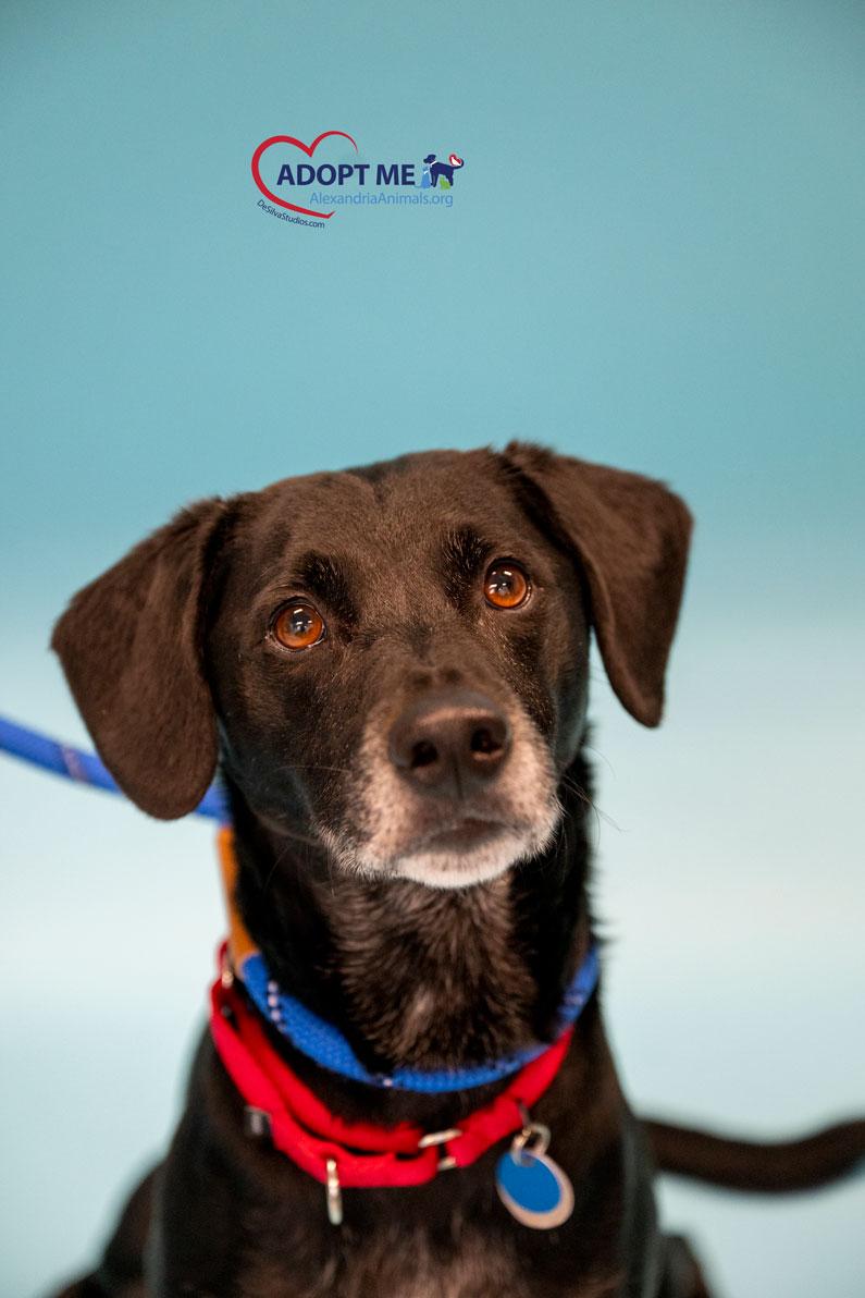 Charlie, Adoptable, Adult Male Mixed Breed.