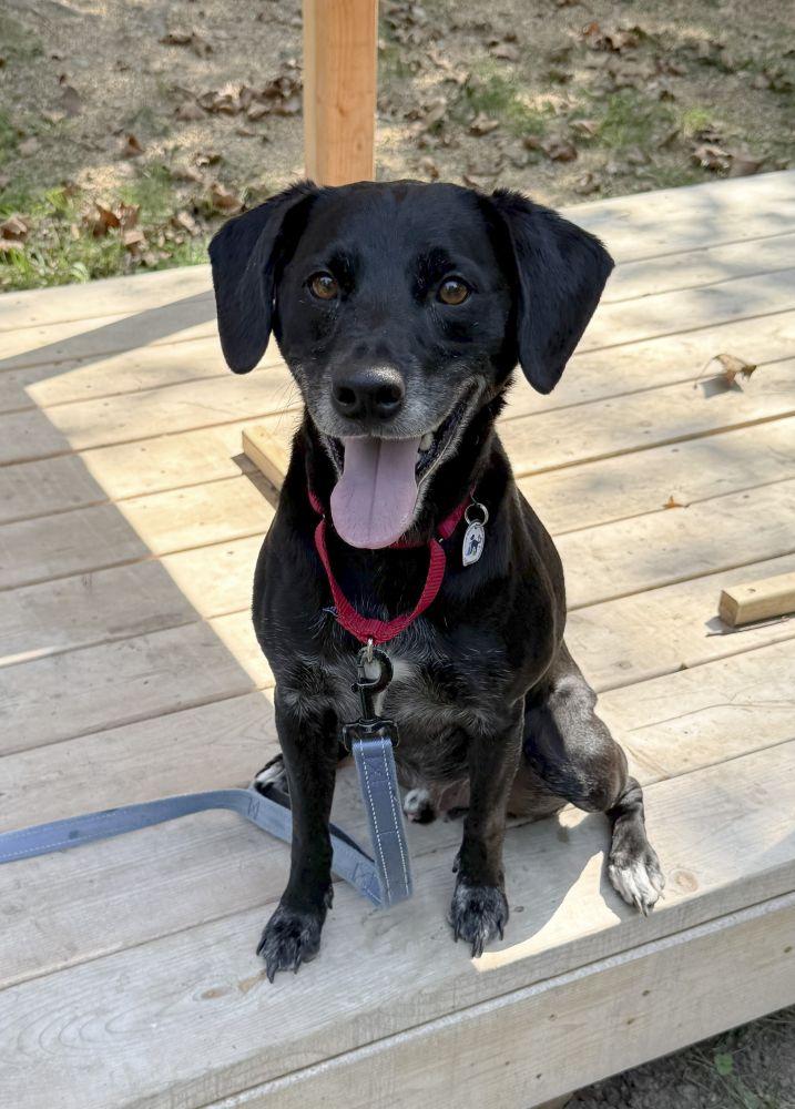 Enlarge Charlie, a Adoptable Mixed Breed in Alexandria, VA image 2/2