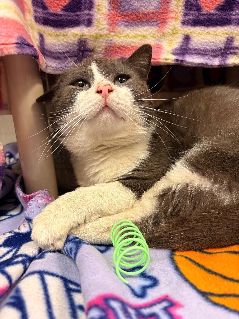 Xavier, Adoptable, Young Male Domestic Short Hair.