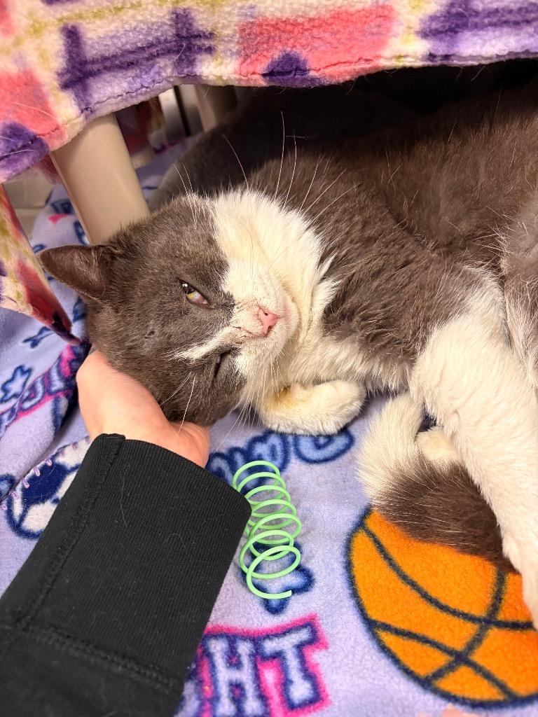 Enlarge Xavier, a Adoptable mixed breed in Detroit, MI image 2/4