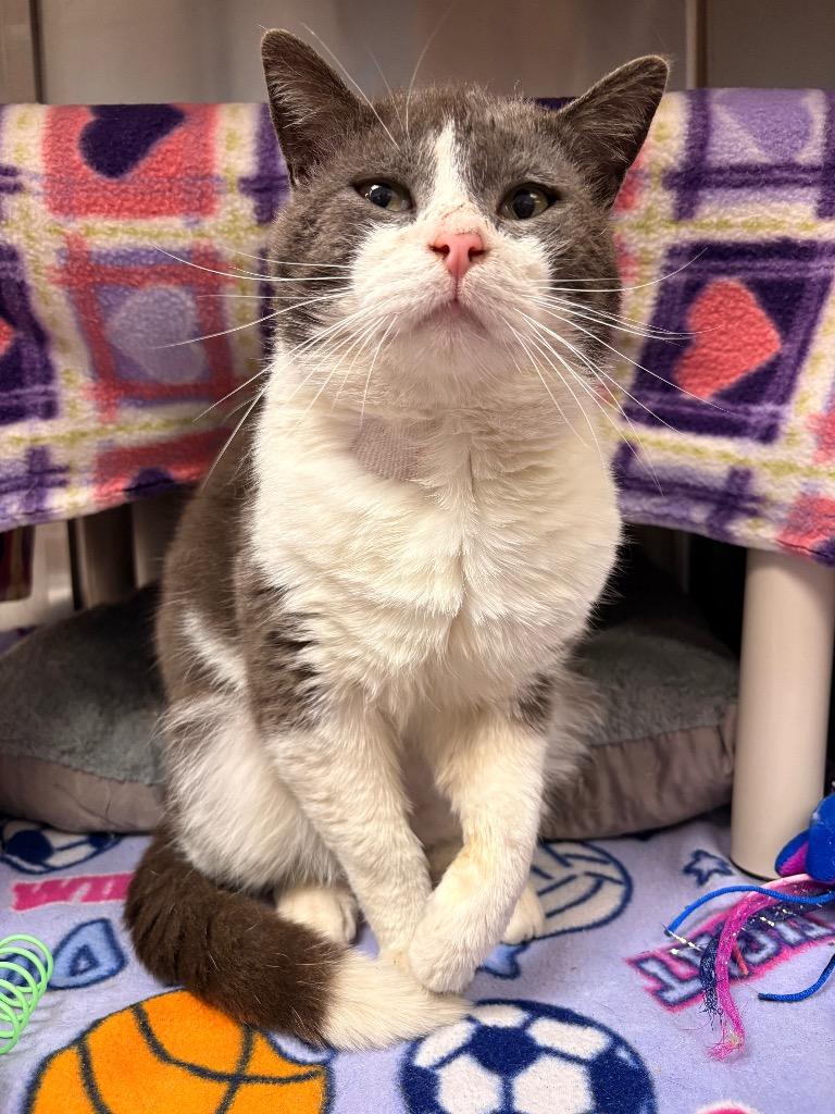 Enlarge Xavier, a Adoptable mixed breed in Detroit, MI image 3/4