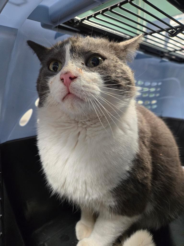 Enlarge Xavier, a Adoptable mixed breed in Detroit, MI image 4/4