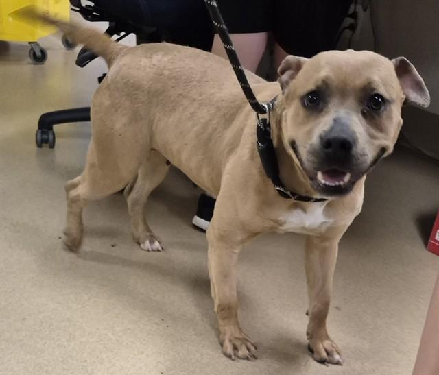 Enlarge CINNABON, a Adoptable Pit Bull Terrier in Decatur, IL image 1/1