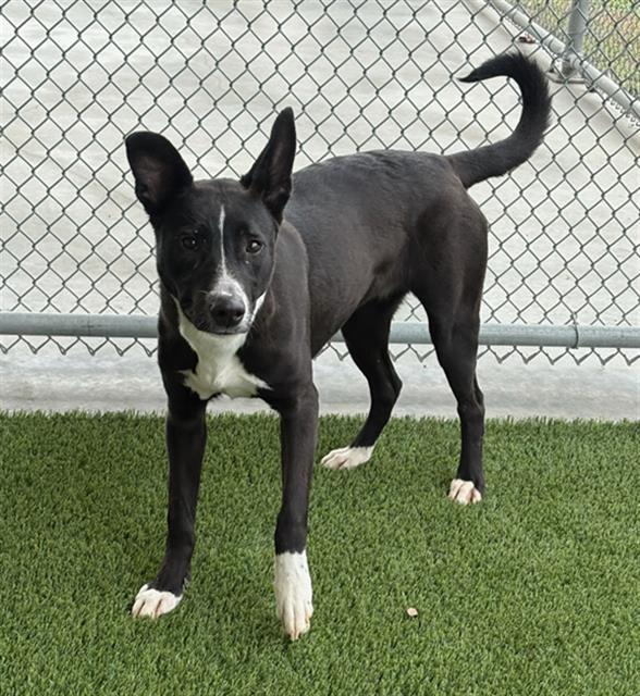 TILLY, Adoptable, Young Female Labrador Retriever & Mixed Breed.