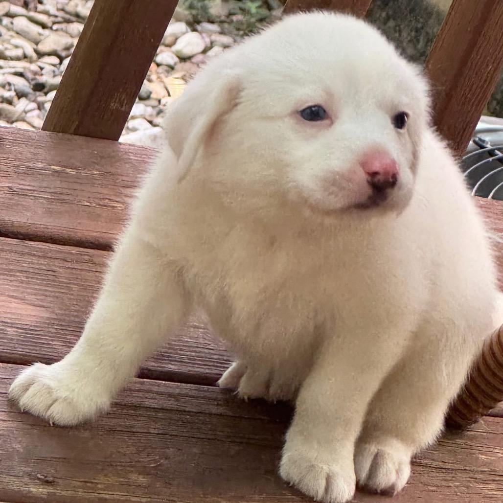 Lady Pink, Adoptable, Puppy Female Mixed Breed.