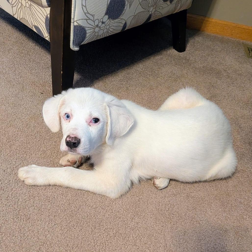 Enlarge Lady Pink, a Adoptable Mixed Breed in Kansas City, MO image 2/2