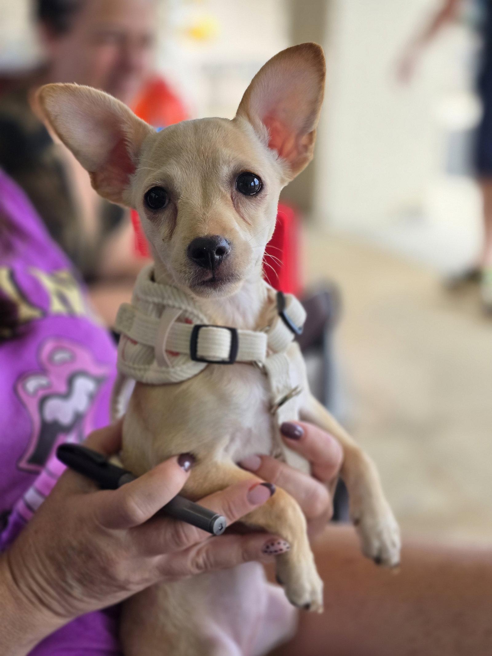 Tasha, Adoptable, Puppy Female Chihuahua & Terrier.