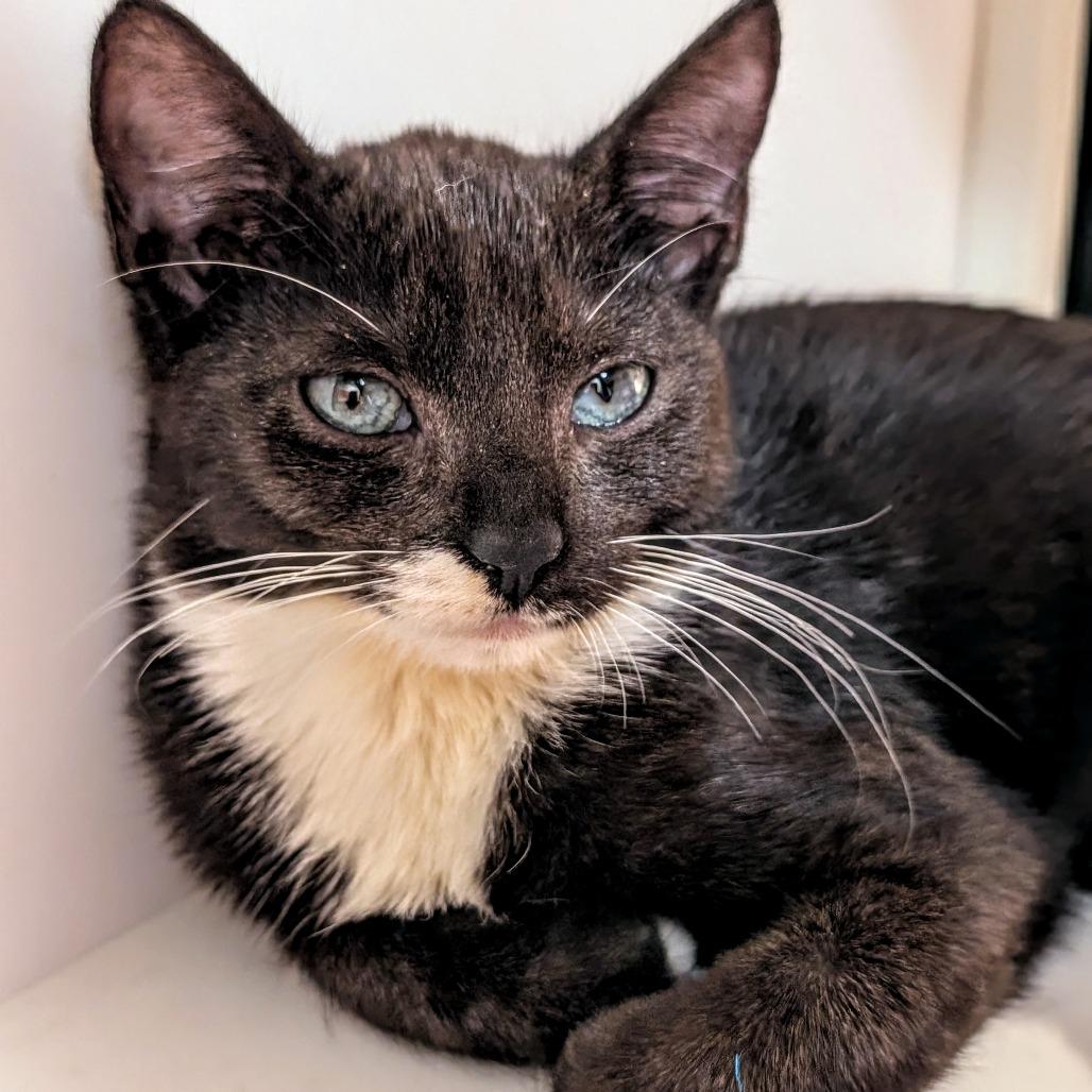 Enlarge Mony, a Adoptable Domestic Short Hair in Pleasanton, CA image 1/2