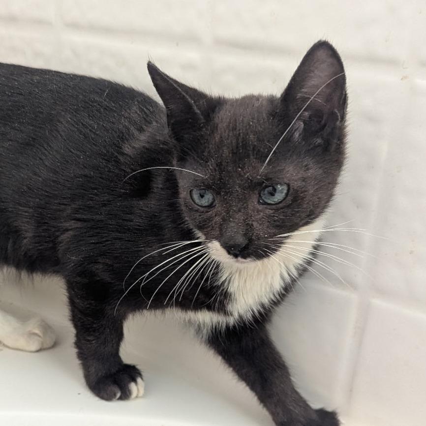 Enlarge Mony, a Adoptable Domestic Short Hair in Pleasanton, CA image 2/2