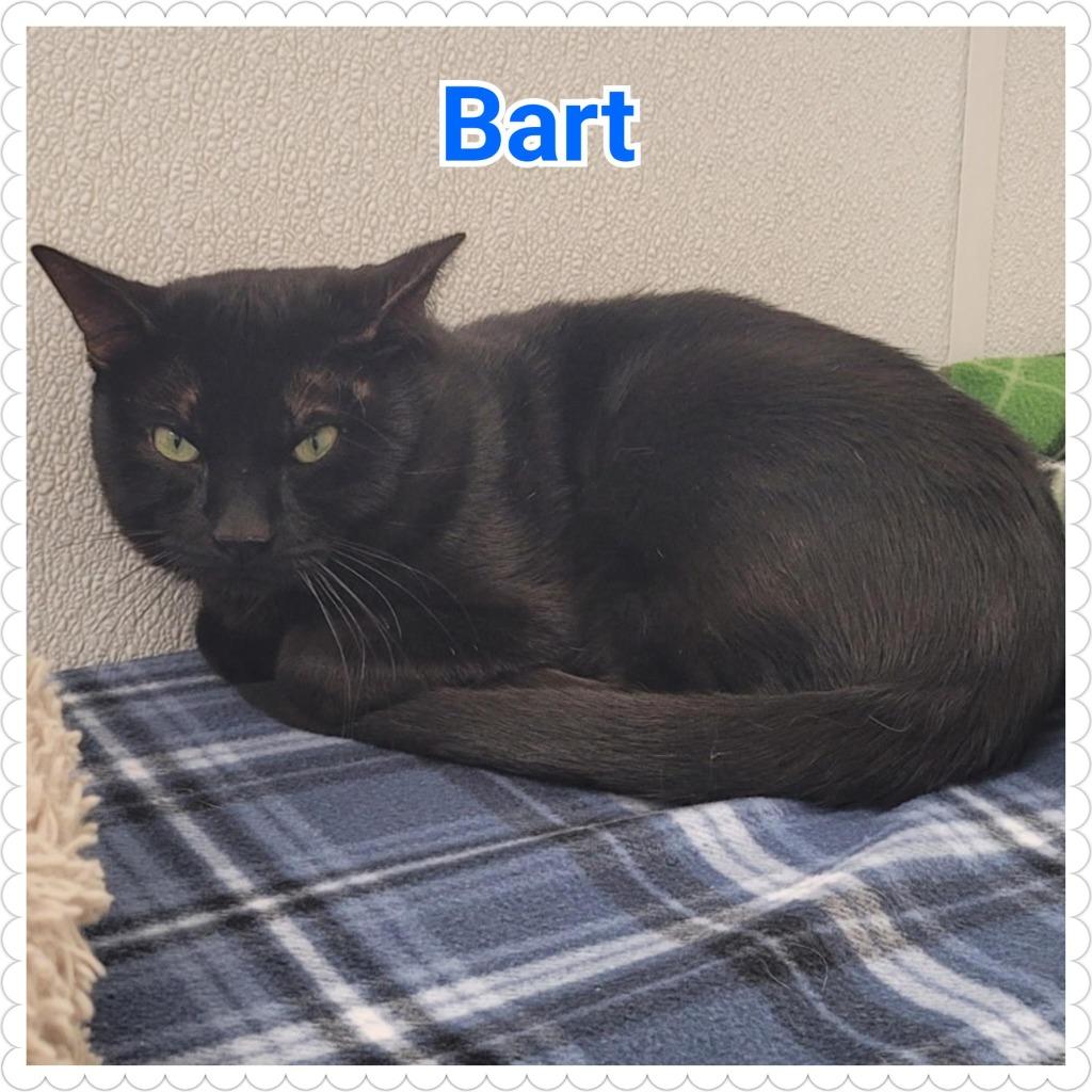 Enlarge Bart, a Adoptable mixed breed in North Saint Paul, MN image 3/3