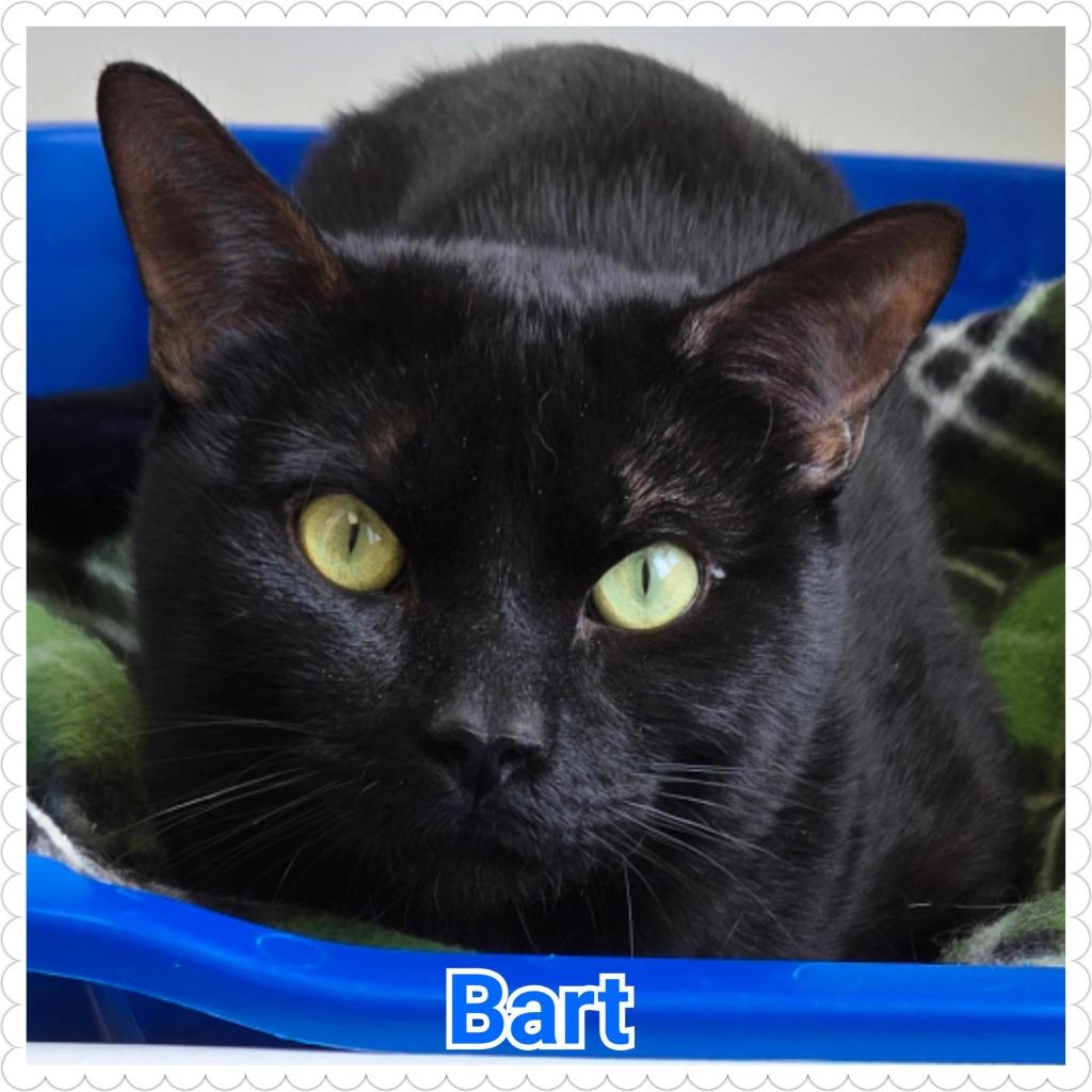 Bart, Adoptable, Young Male Domestic Short Hair.
