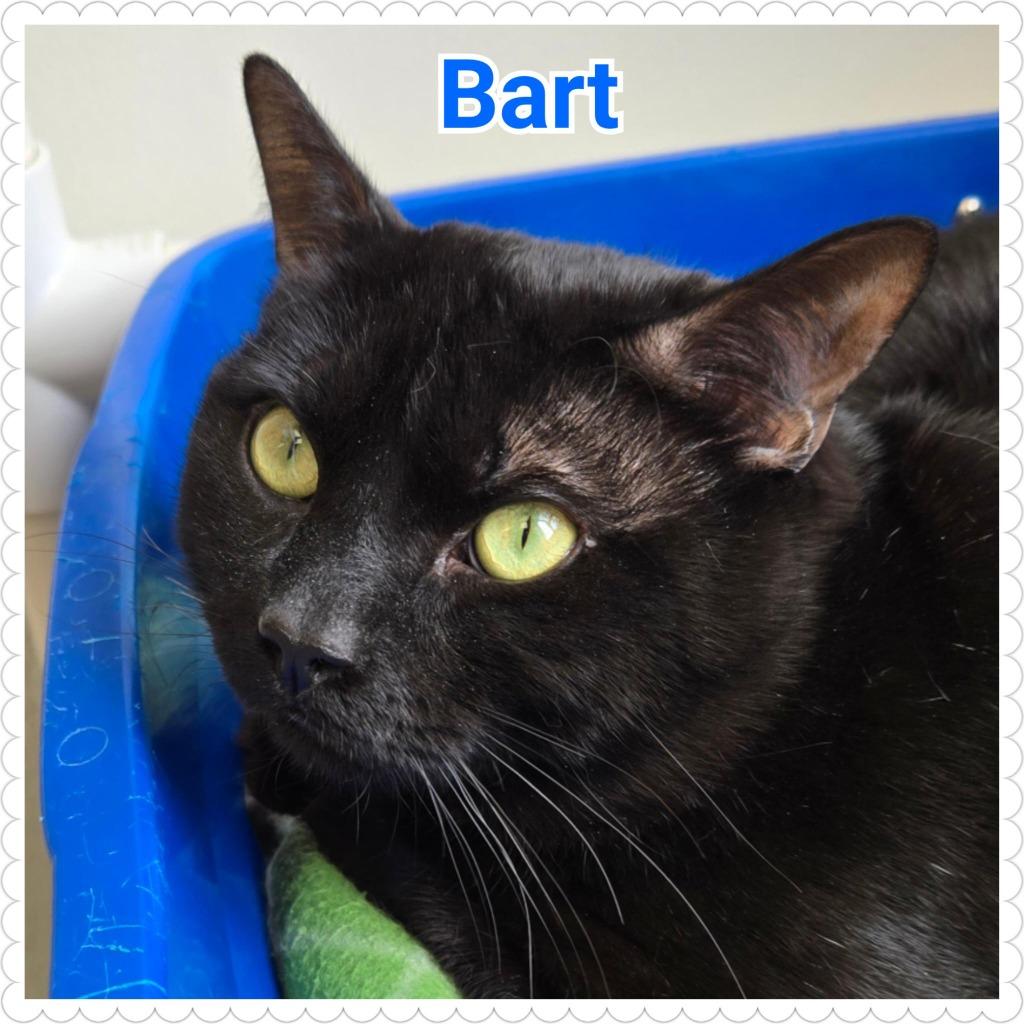 Enlarge Bart, a Adoptable mixed breed in North Saint Paul, MN image 2/3