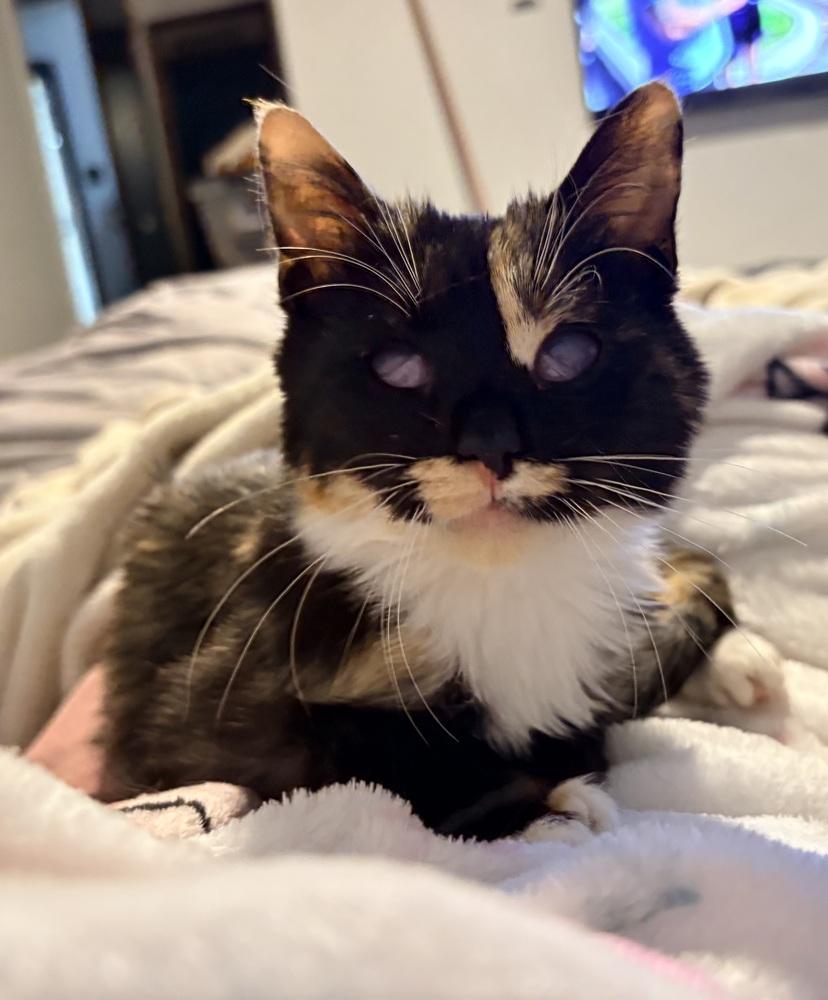 Enlarge Littlefoot, a Adoptable Domestic Short Hair in Lake Wylie, SC image 1/2