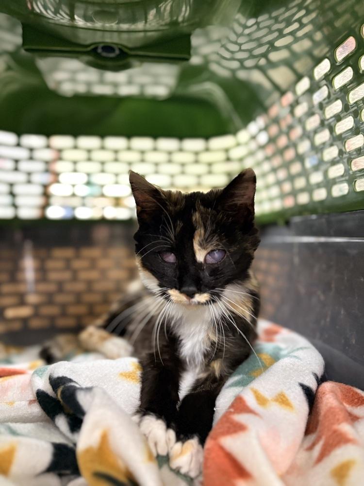 Enlarge Littlefoot, a Adoptable Domestic Short Hair in Lake Wylie, SC image 2/2