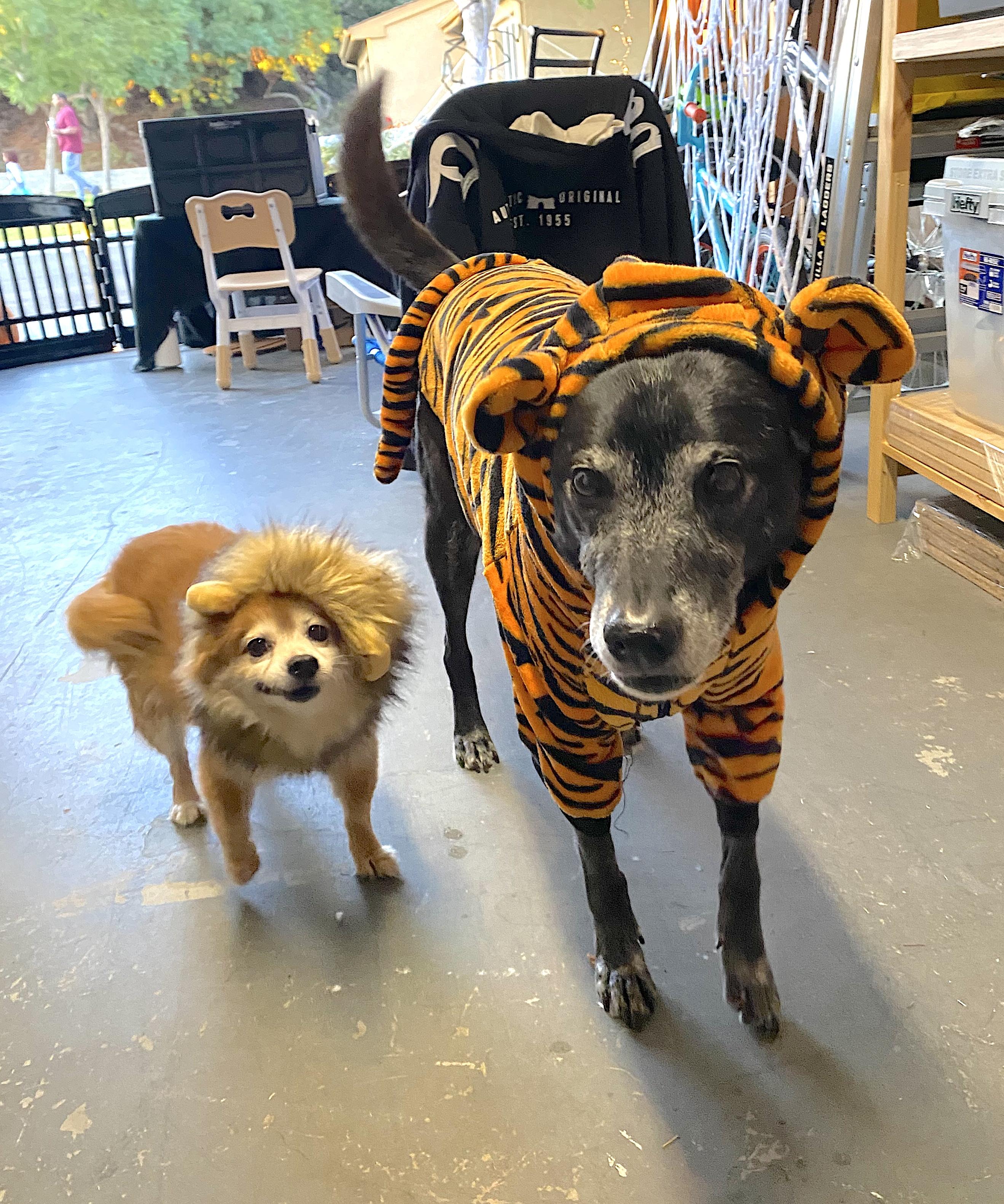 Eevee and Ellie — thumbnail 5