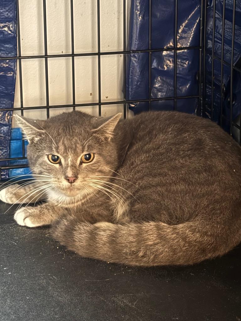 Bandit, Adoptable, Adult Male Domestic Medium Hair.