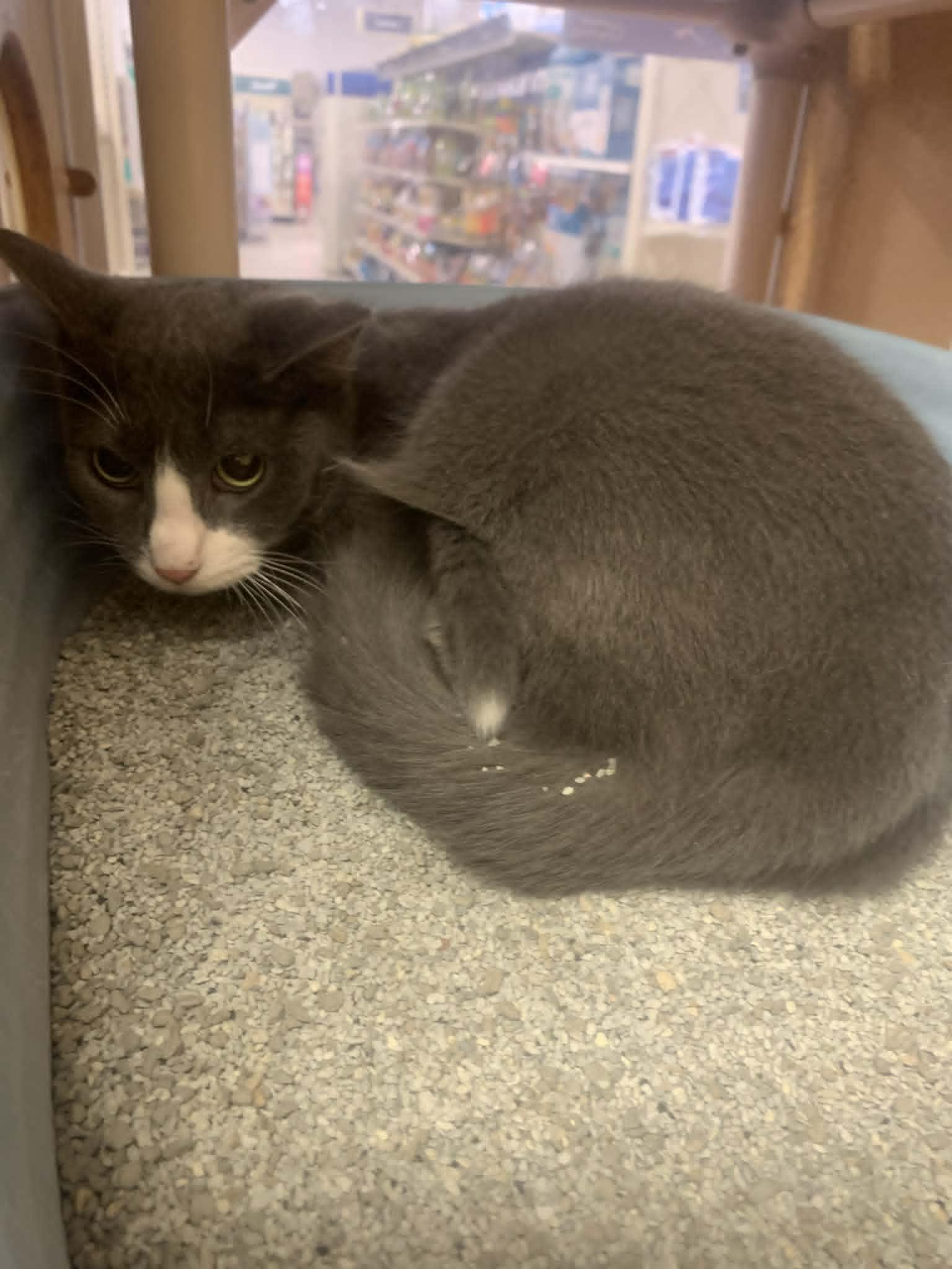 Tabero, ADOPTABLE, Young Male Domestic Short Hair.