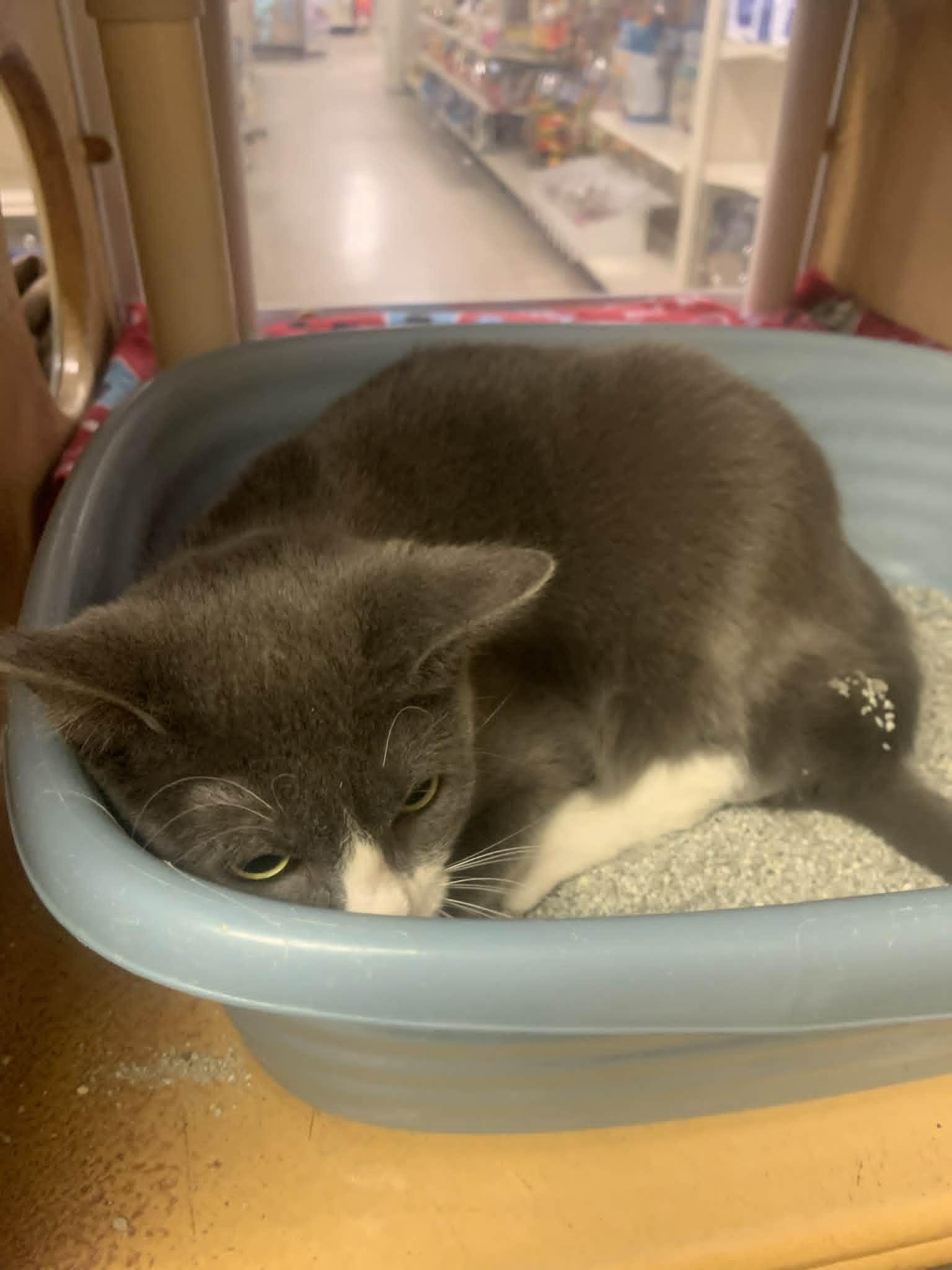 Enlarge Tabero, a ADOPTABLE Domestic Short Hair in Fredericksburg, VA image 2/3