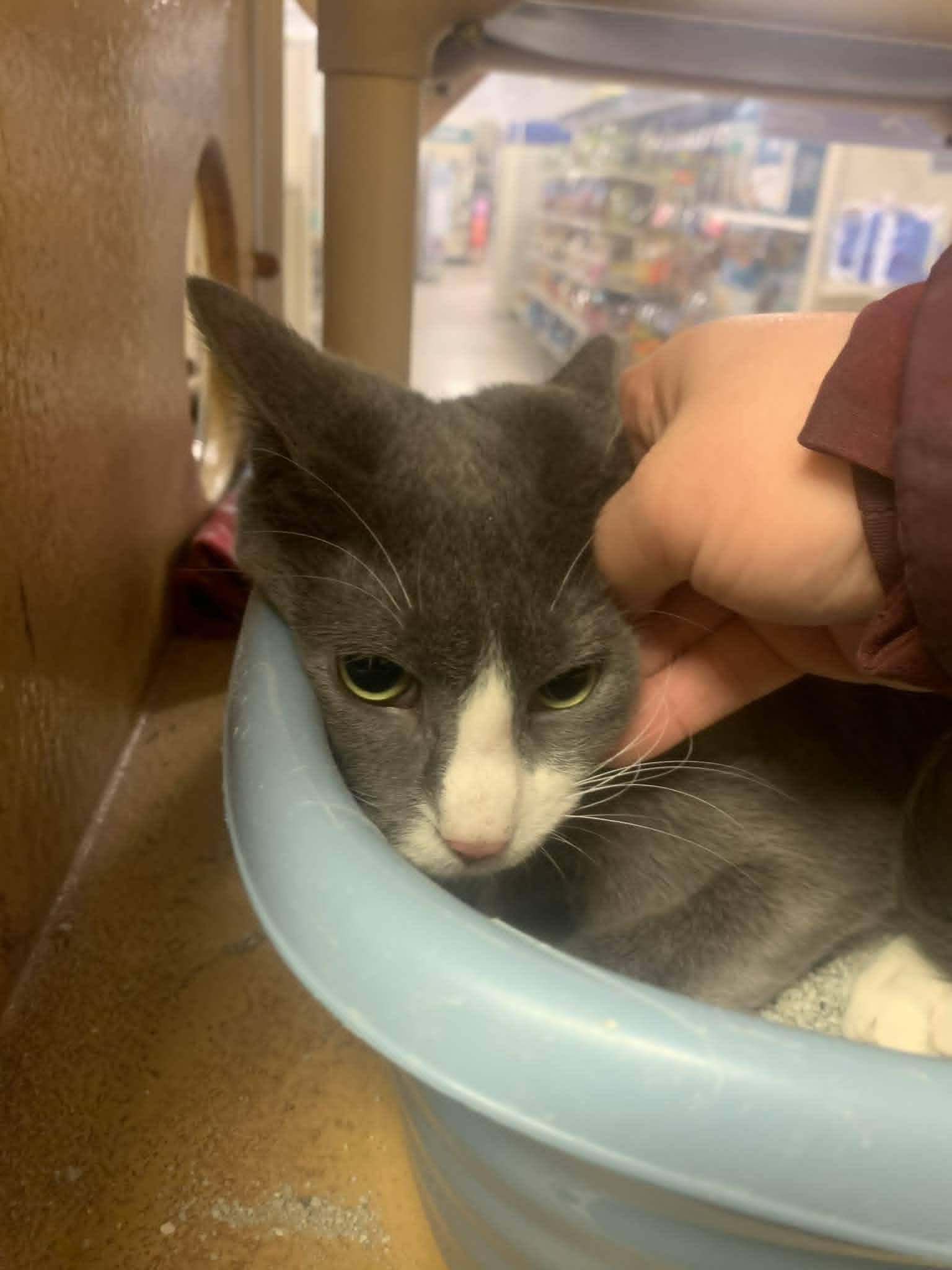 Enlarge Tabero, a ADOPTABLE Domestic Short Hair in Fredericksburg, VA image 3/3