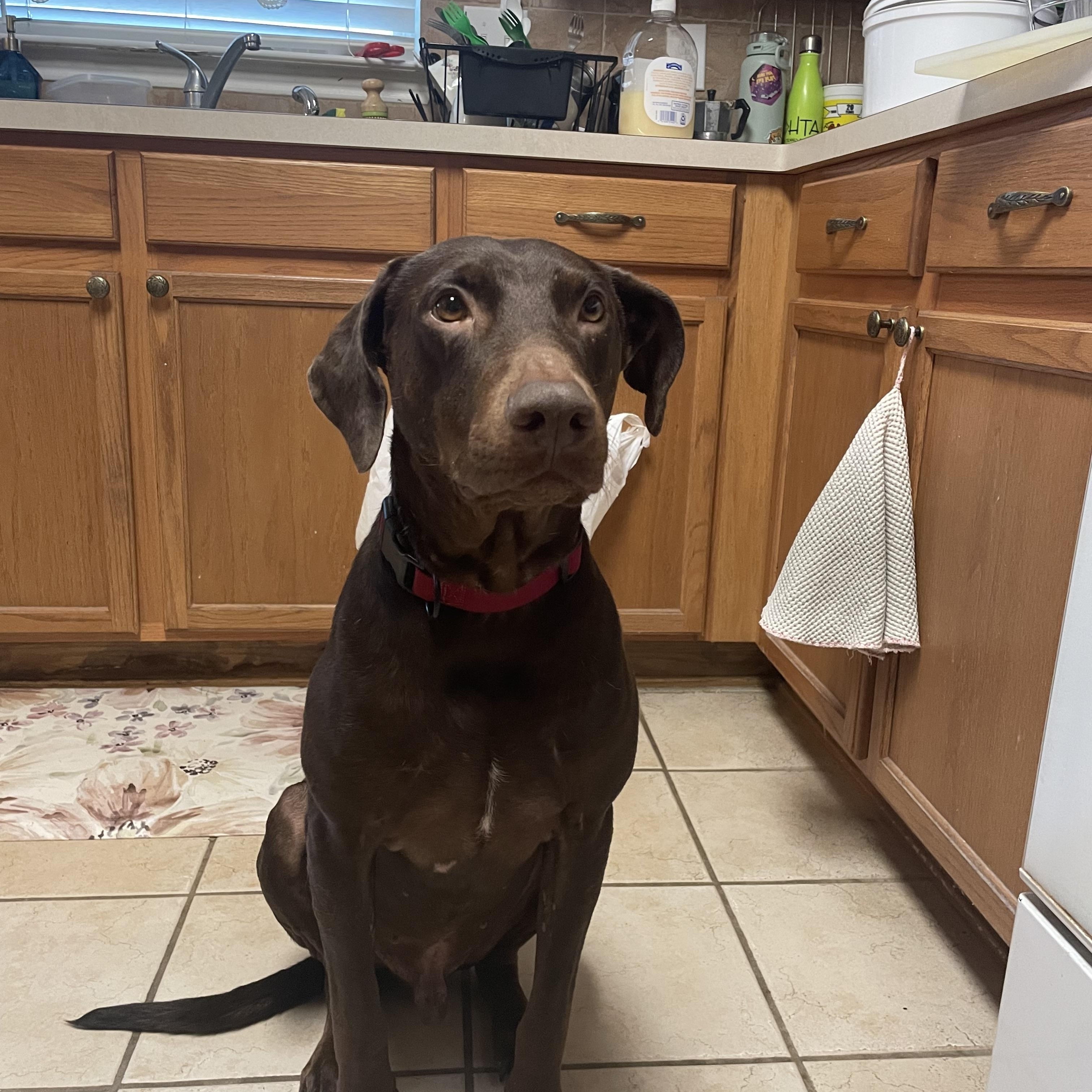 Enlarge Maverick, a Adoptable mixed breed in Benton Harbor , MI image 6/6