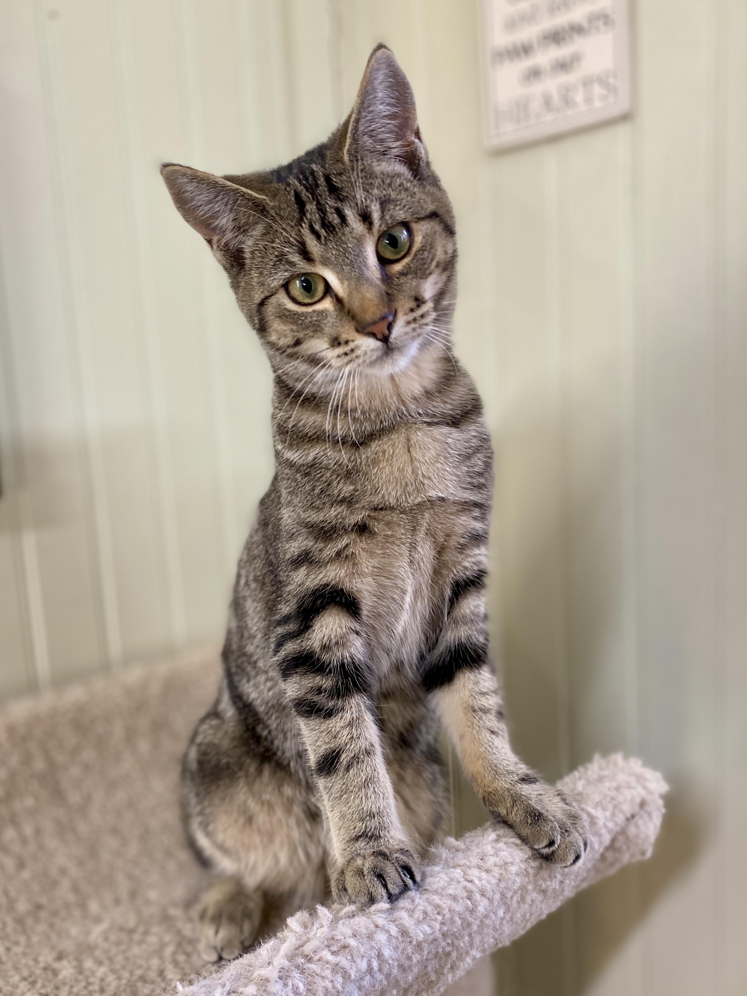 Enlarge Clove, a ADOPTABLE Domestic Short Hair in Jasper, GA image 2/4