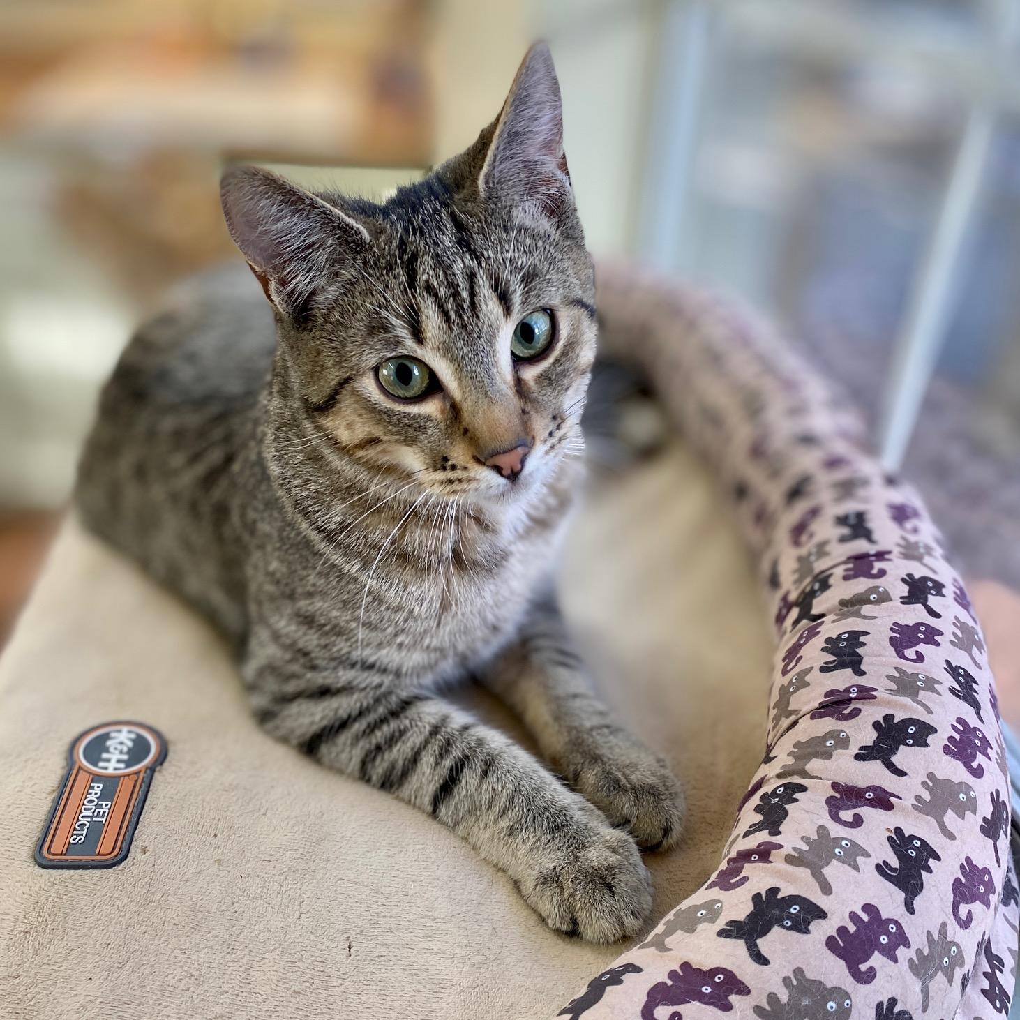 Enlarge Clove, a ADOPTABLE Domestic Short Hair in Jasper, GA image 1/4