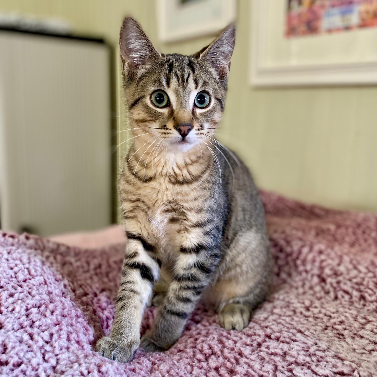 Enlarge Clove, a ADOPTABLE Domestic Short Hair in Jasper, GA image 1/2