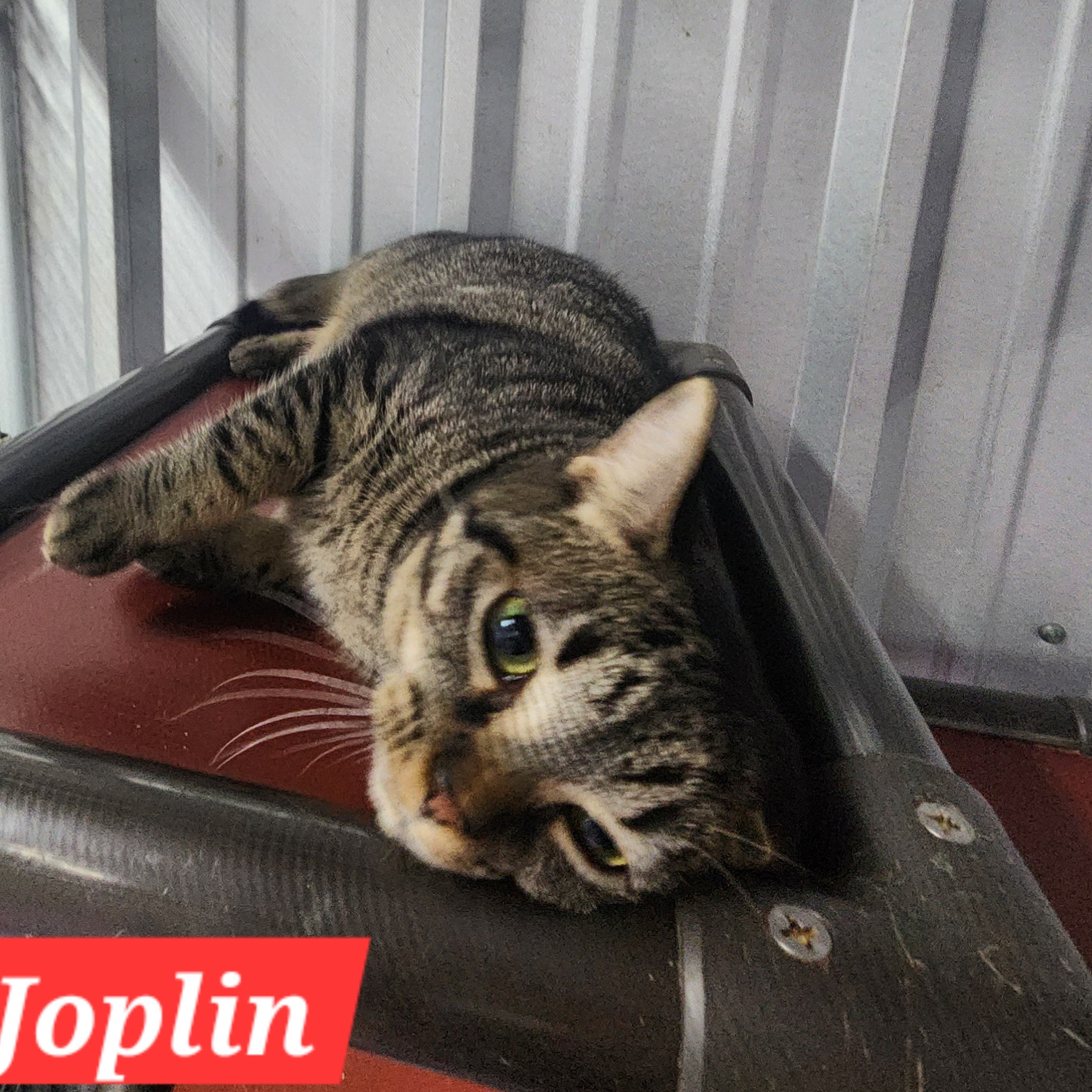 Cat for adoption Joplin, a Domestic Short Hair in Snow Hill, NC