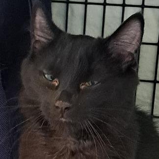 Enlarge Belinda, a Adoptable Domestic Medium Hair in Chicago, IL image 1/2