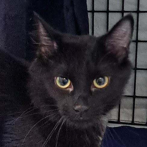 Enlarge Belinda, a Adoptable Domestic Medium Hair in Chicago, IL image 2/2