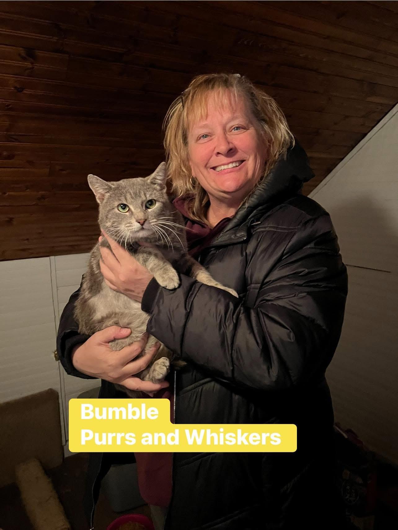 Enlarge Bumble, an adopted Domestic Short Hair in New Hartford, NY image 1/2