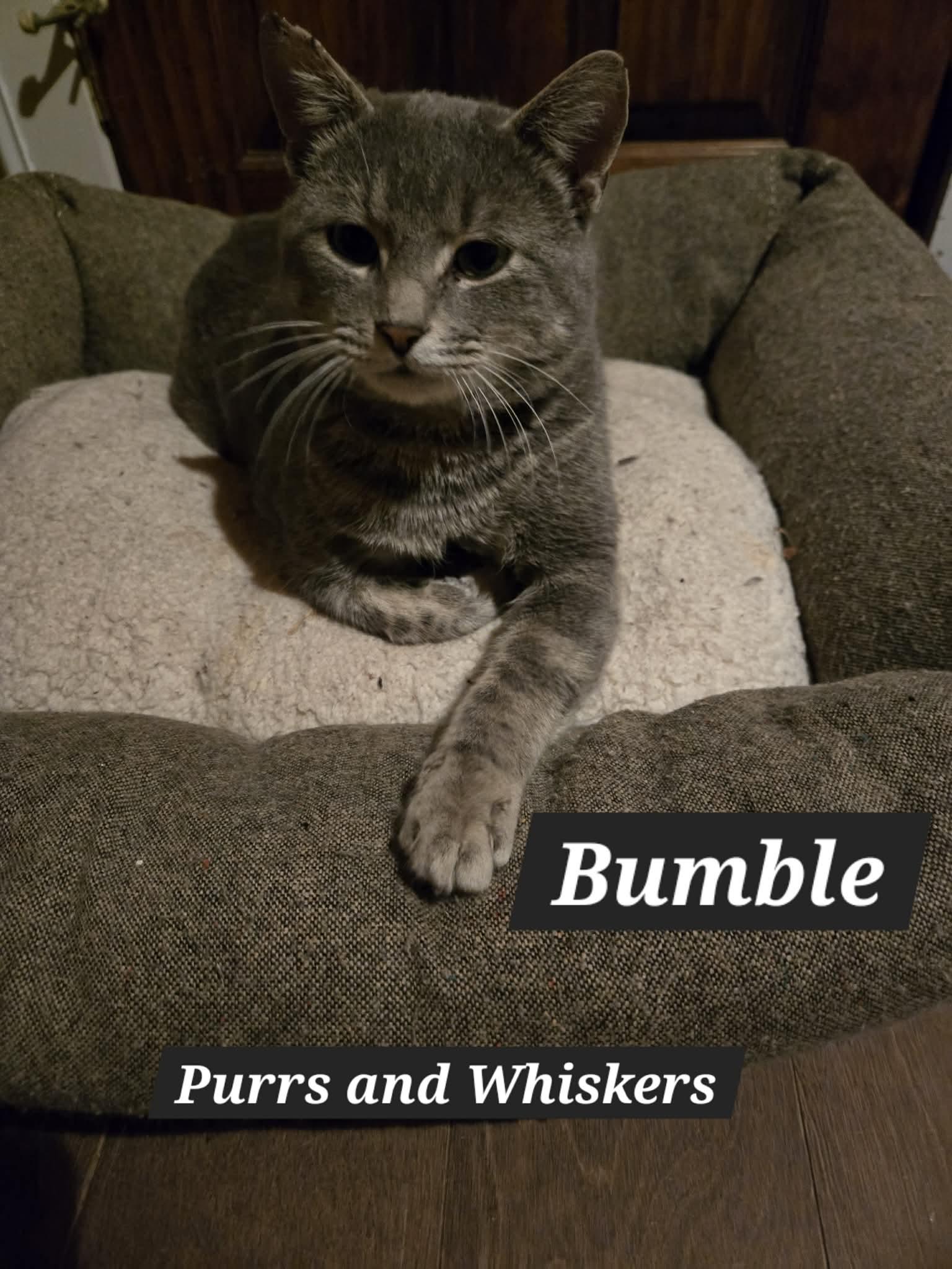 Enlarge Bumble, a ADOPTABLE Domestic Short Hair in New Hartford, NY image 1/1