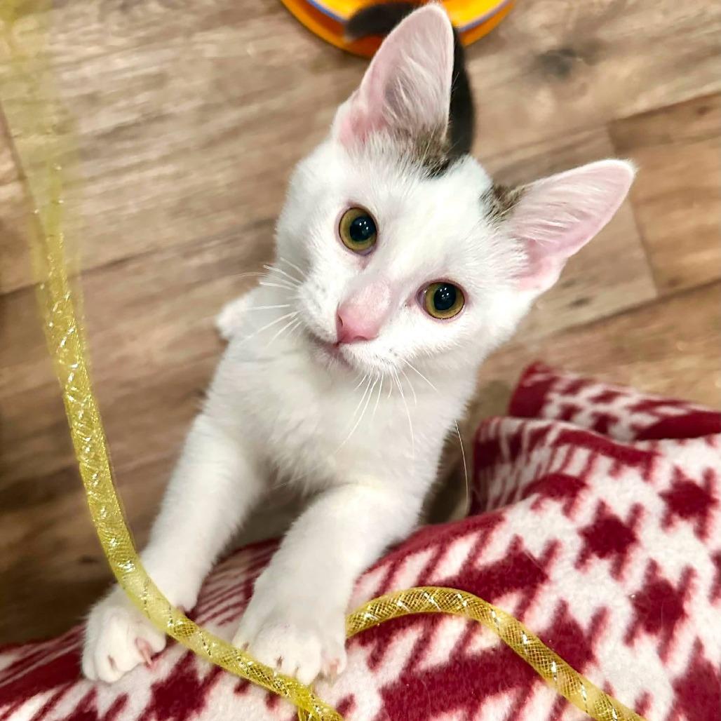 O'Henry, Adoptable, Kitten Male Domestic Short Hair.