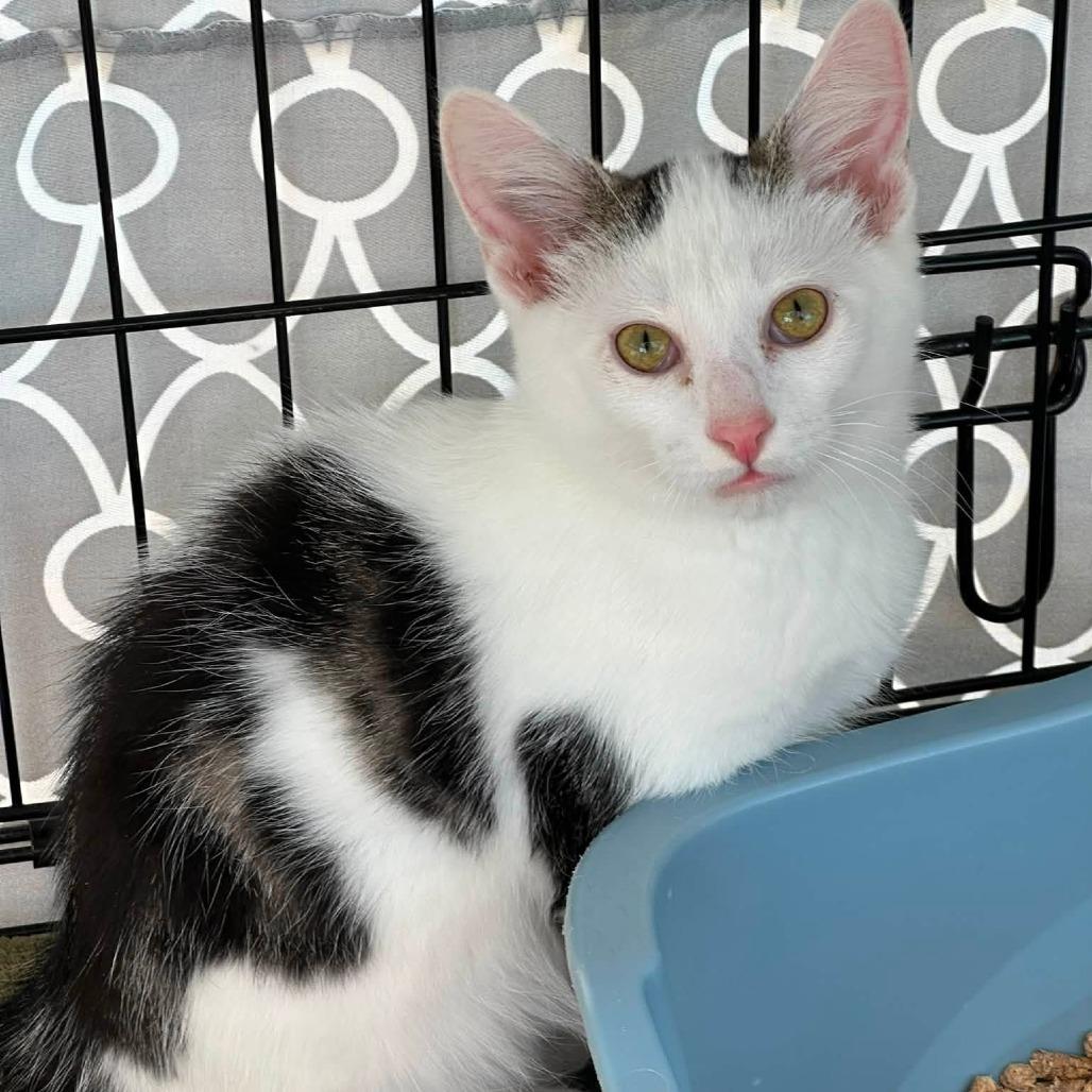 Enlarge O'Henry, a Adoptable Domestic Short Hair in Leechburg, PA image 2/6