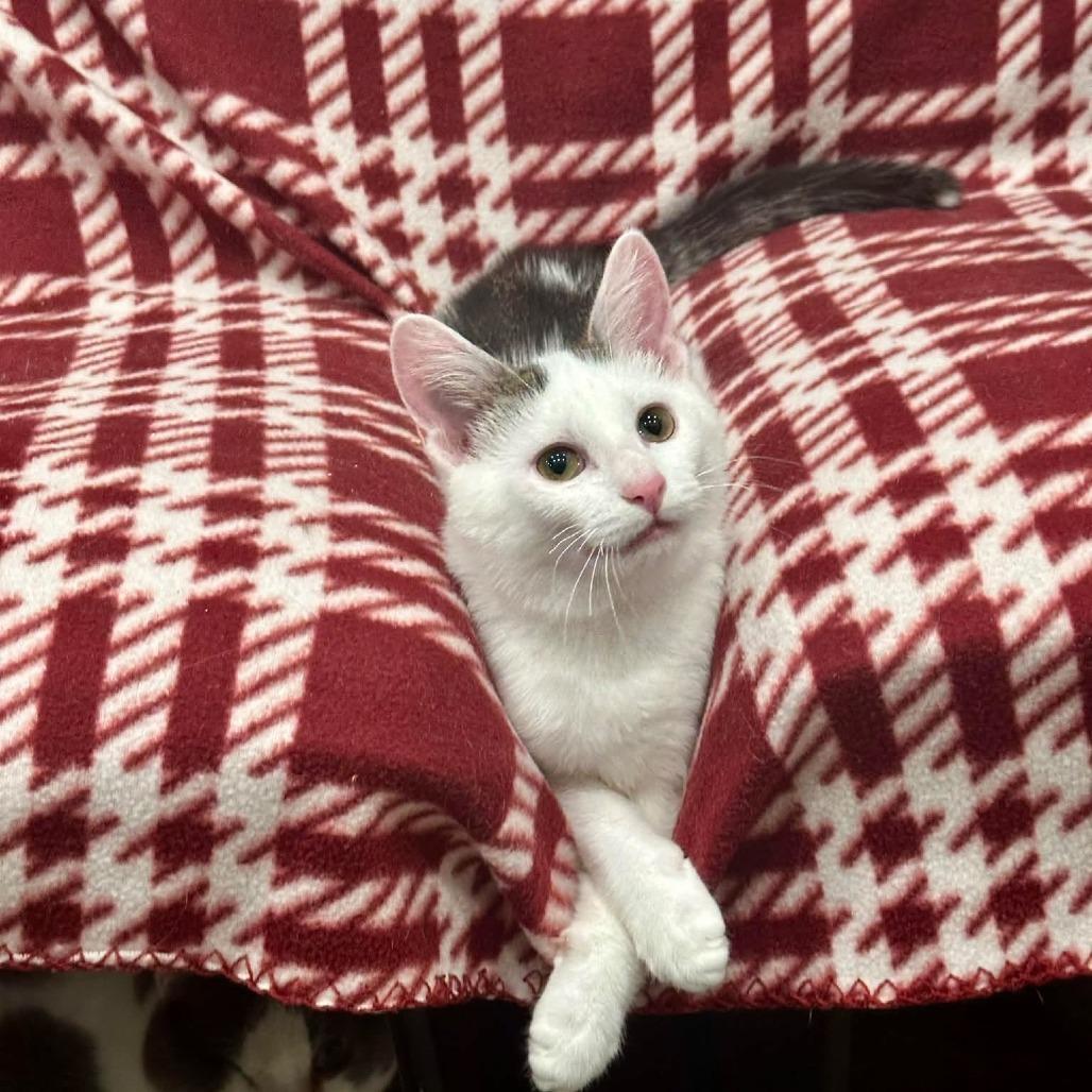 Enlarge O'Henry, a Adoptable Domestic Short Hair in Leechburg, PA image 3/6