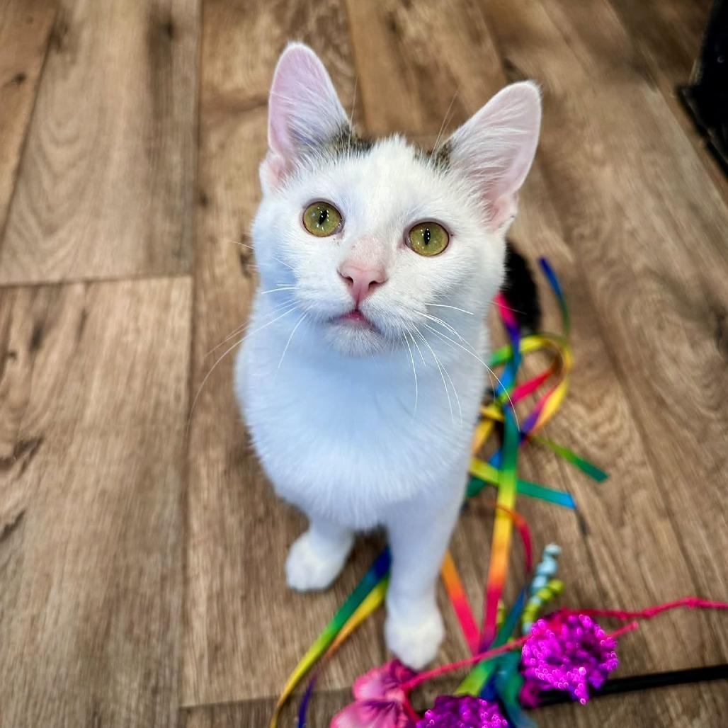 Enlarge O'Henry, a Adoptable Domestic Short Hair in Leechburg, PA image 5/6