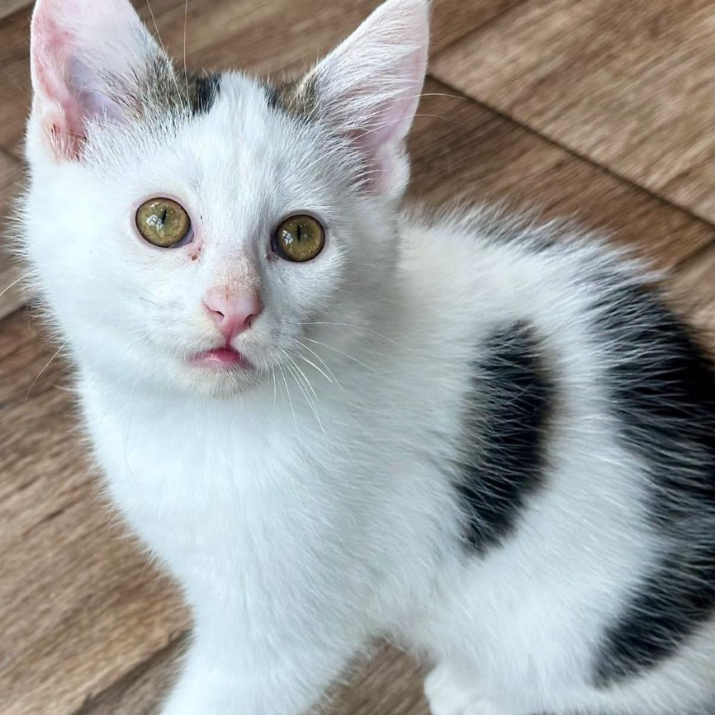 Enlarge O'Henry, a Adoptable Domestic Short Hair in Leechburg, PA image 6/6