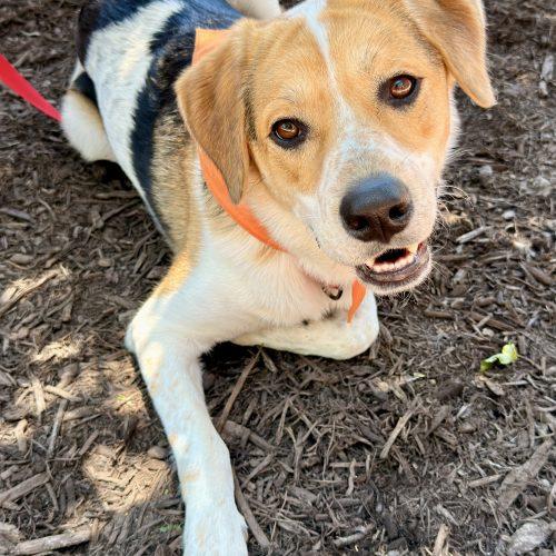 Otis, Adoptable, Young Male Hound & Mixed Breed.