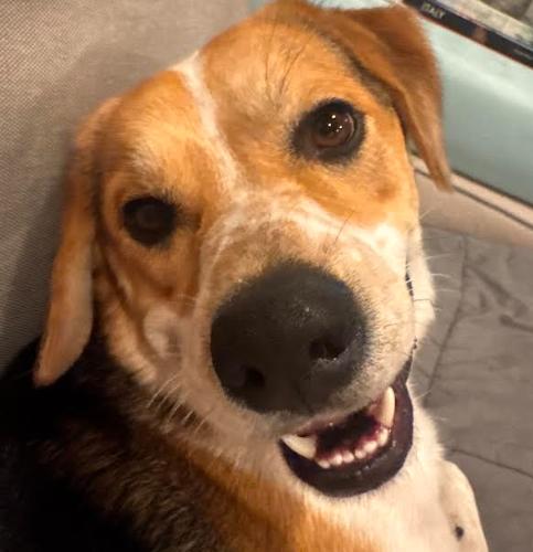 Otis, Adoptable, Young Male Hound & Mixed Breed.