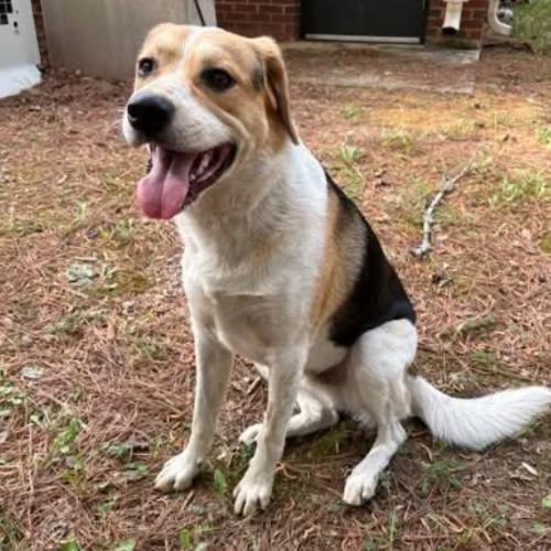 Enlarge Otis, a Adoptable mixed breed in Washington DC, DC image 3/5