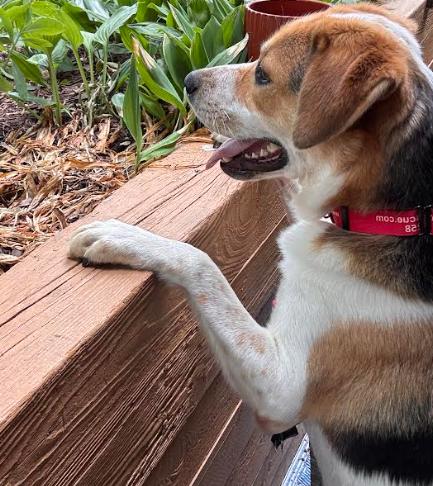 Enlarge Otis, a Adoptable mixed breed in Washington DC, DC image 4/5