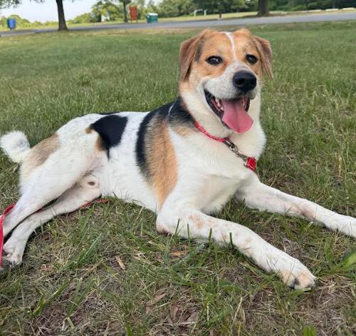 Otis, a Adoptable mixed breed in Washington DC, DC image 4/6