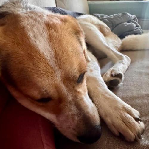 Otis, a Adoptable mixed breed in Washington DC, DC image 5/6