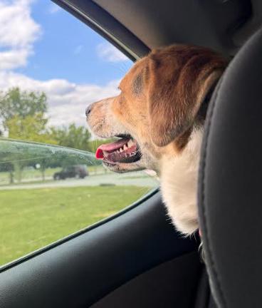 Otis, a Adoptable mixed breed in Washington DC, DC image 6/6