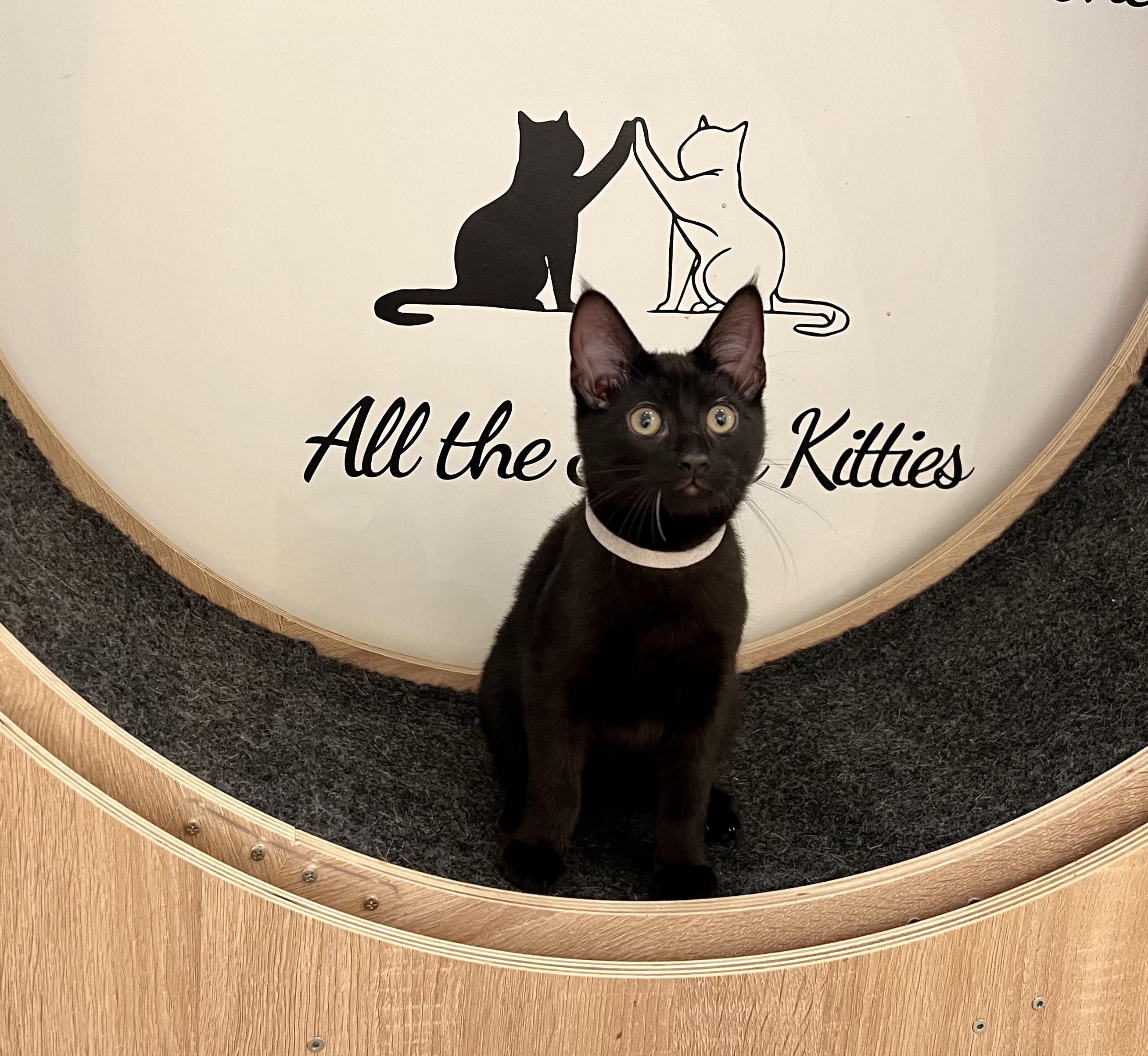 Goat, Adopted, Young Male Domestic Short Hair.