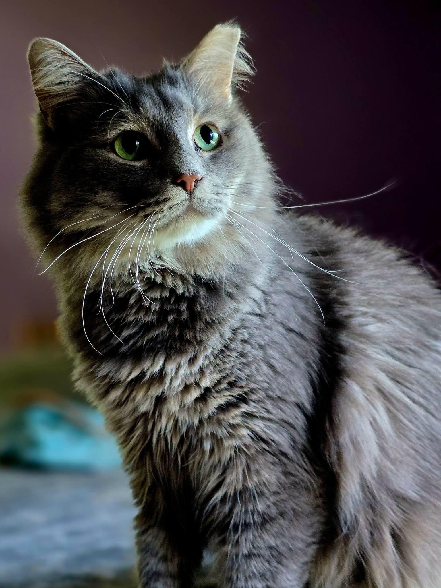Randall, a ADOPTABLE Domestic Long Hair in Johnson City, TN image 2/3
